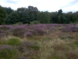 Heather at West Stow